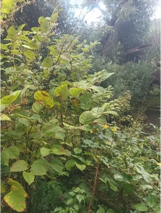 Established leafy knotweed growth recorded during a site assessment